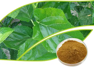 What to Know About Mulberry Leaf Extract